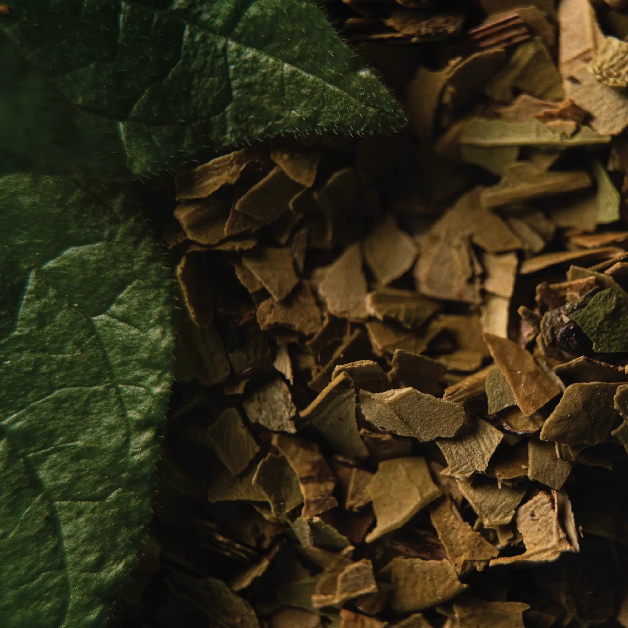 Organic Green Yerba Mate